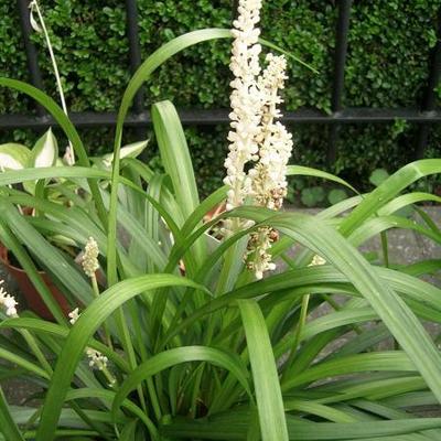 leliegras - Liriope muscari 'Monroe White'