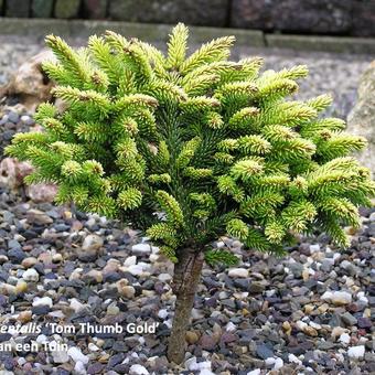 Picea orientalis 'Tom Thumb Gold'