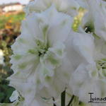 Delphinium elatum 'Innocence' - Ridderspoor