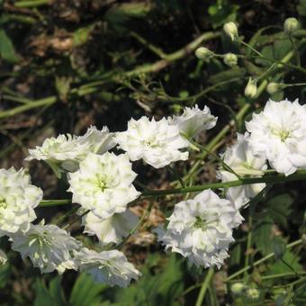 Delphinium elatum 'Innocence'