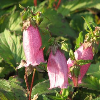 Campanula punctata 'Cherry Bells'