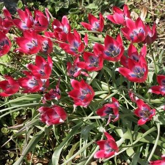 Tulipa 'Little Beauty'