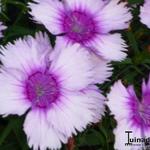 Dianthus chinensis 'Diana Lavender Picotee' - Anjer, Chinese anjer