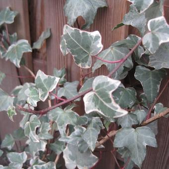 Hedera helix 'Glacier'