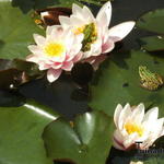 Nymphaea ' Marliacea Carnea ' - Waterlelie