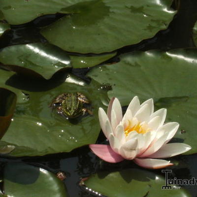 Waterlelie - Nymphaea ' Marliacea Carnea '