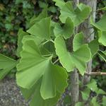 Japanse notenboom - Ginkgo biloba