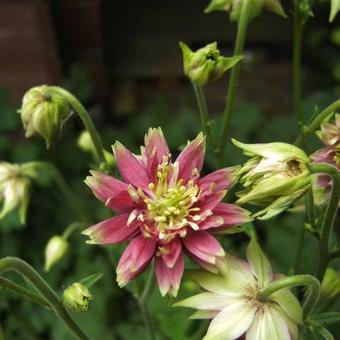 Aquilegia 'Nora Barlow'