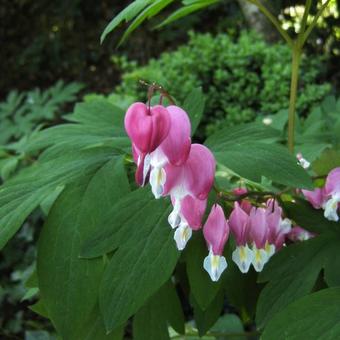 Lamprocapnos spectabilis