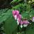 Lamprocapnos spectabilis