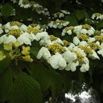 Viburnum plicatum f. tomentosum 'Mariesii' - Japanse sneeuwbal