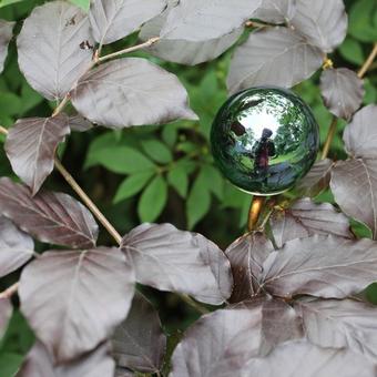 Fagus sylvatica 'Atropurpurea'