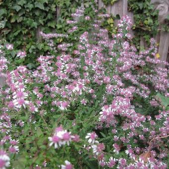 Aster lateriflorus 'Horizontalis'