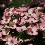 Cornus kousa 'Satomi' - Japanse kornoelje, grootbloemige