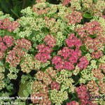 Sedum telephium 'Munstead Red' - Vetkruid