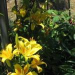 Lilium asiatic - Aziatische lelie