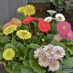 Gerbera jamesonii DURORA - Gerbera, potgerbera