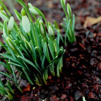 Galanthus nivalis