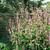 Persicaria amplexicaulis 'Rosea'