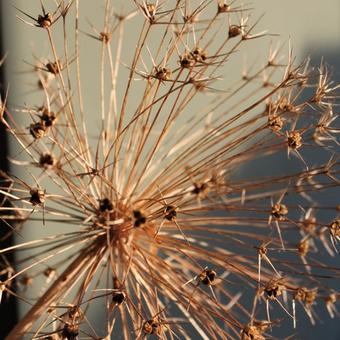 Allium schubertii