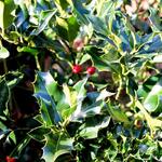 Ilex aquifolium 'J.C. Van Tol' - Hulst