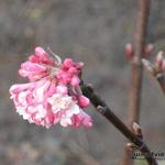 Viburnum x bodnantense - Sneeuwbal