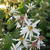 Aster cordifolius 'Silver Spray'