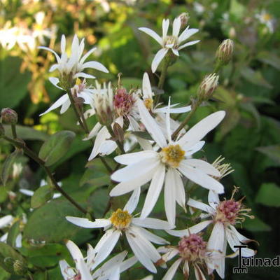 Aster - Aster cordifolius 'Silver Spray'