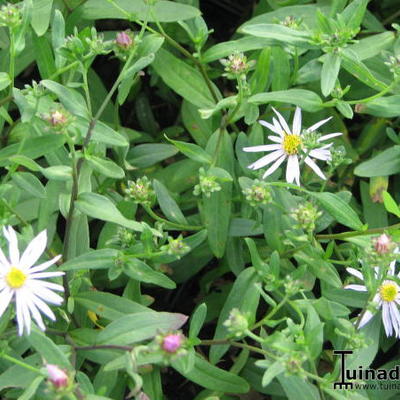 Aster - Aster pyrenaeus 'Lutetia'