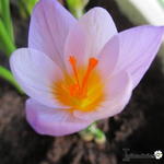 Crocus sieberi ssp. Atticus - Krokus