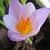 Crocus sieberi ssp. Atticus