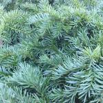 Taxus baccata 'Repandens' - Venijnboom, bodembedekkende