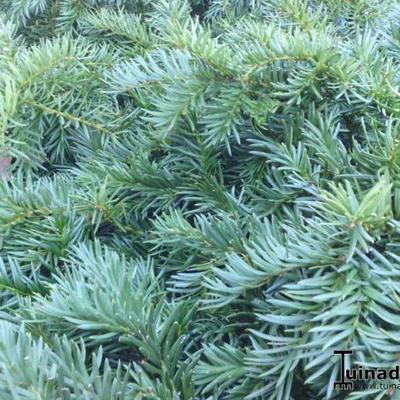 Taxus baccata 'Repandens' - Venijnboom, bodembedekkende