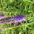 Veronica spicata 'Dark Maetje'