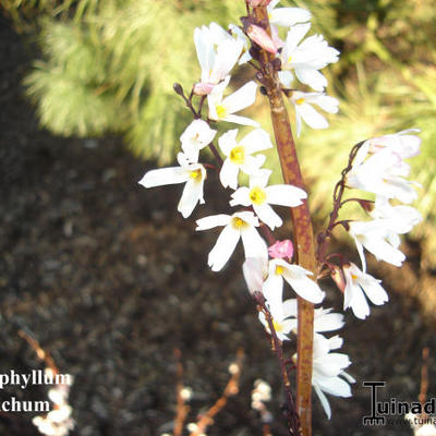 Sneeuwforsythia, Witte forsythia - Abeliophyllum distichum