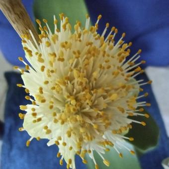 Haemanthus albiflos