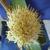 Haemanthus albiflos