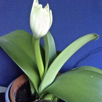 Haemanthus albiflos