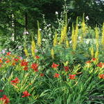 Ligularia przewalskii ‘Dragon’s Breath’ - Kruiskruid