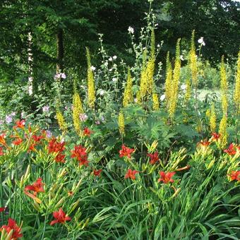 Ligularia przewalskii ‘Dragon’s Breath’