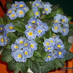 Primula vulgaris 'Zebra Blue'  - Sleutelbloem