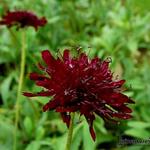 Scabiosa atropurpurea 'Black Knight' - 