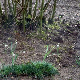 Galanthus elwesii