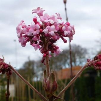 Viburnum x bodnantense 'Charles Lamont'