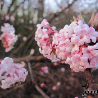 Sneeuwbal - Viburnum x bodnantense 'Charles Lamont'