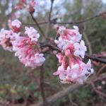 Viburnum x bodnantense 'Charles Lamont' - Sneeuwbal