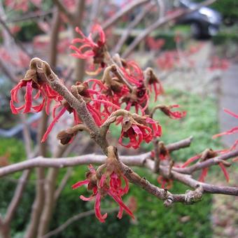 Hamamelis x intermedia ‘Diane’