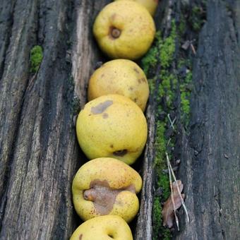 Chaenomeles japonica