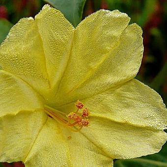 Mirabilis jalapa