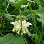 Lamium album - Witte dovenetel